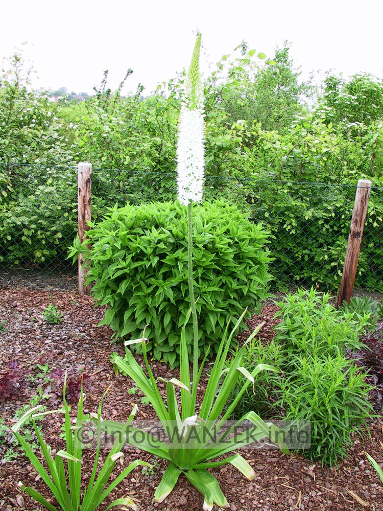 Eremurus Robustus - in Pflanzung.jpg